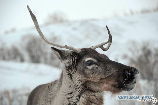 Дорога, которой нет: зимник Вуктыл - Воркута