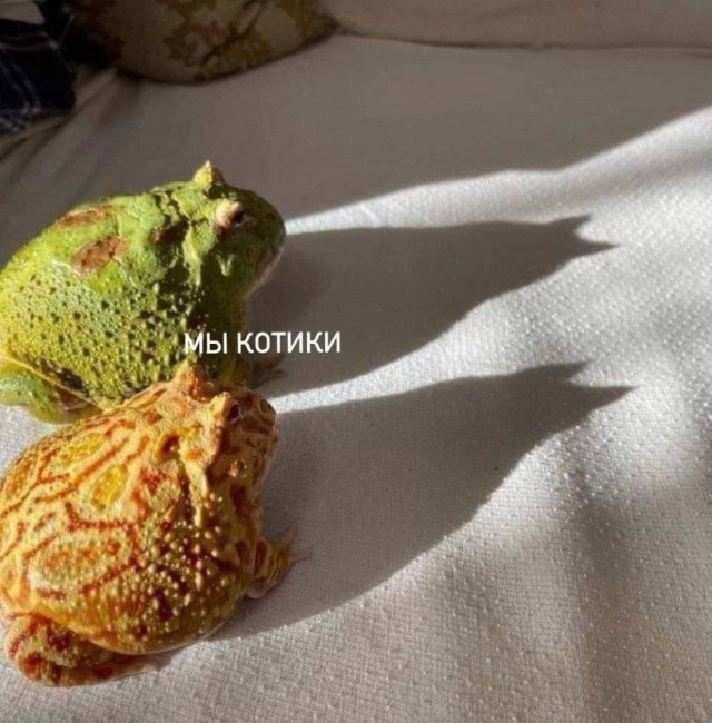 Скупка краденого из сети 15-06-2023