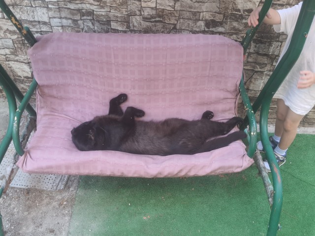 Кошак