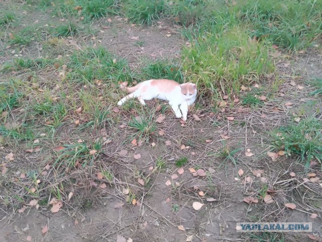 Жизнь домашнего приюта для котеек 469
