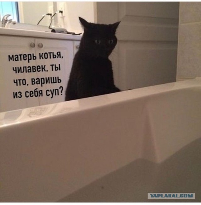 Кошка терпеливо ждала своего человека
