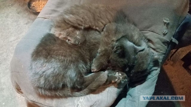 Котовторник уже пришёл?