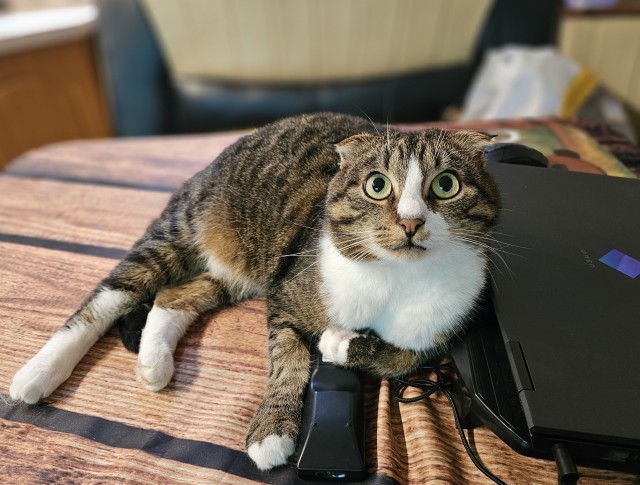 Котовторник