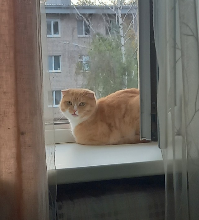 С Котовторником!