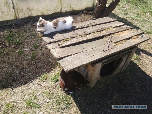 Жизнь домашнего приюта для котеек 538