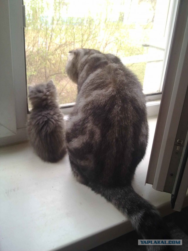 Немного о  Мейн Куне.