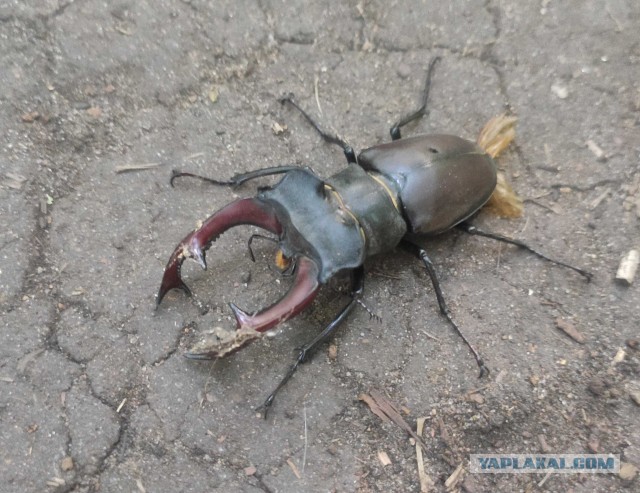 В догон про гигантских жуков