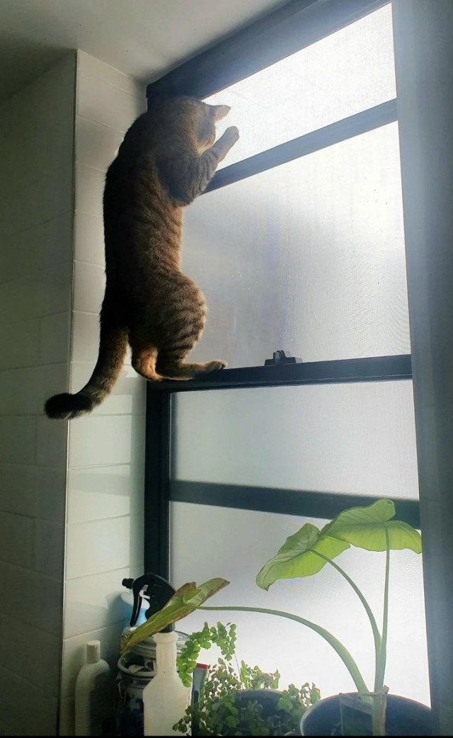 Кошки в санузле.