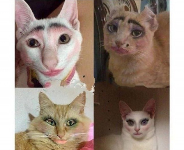 К котовторнику: подборка картинок-баянов с котиками и про котиков. Выпуск 18.