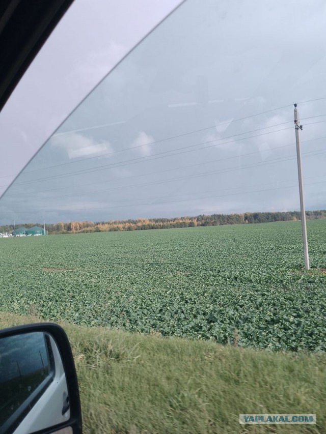 Жизнь домашнего приюта для котеек 561