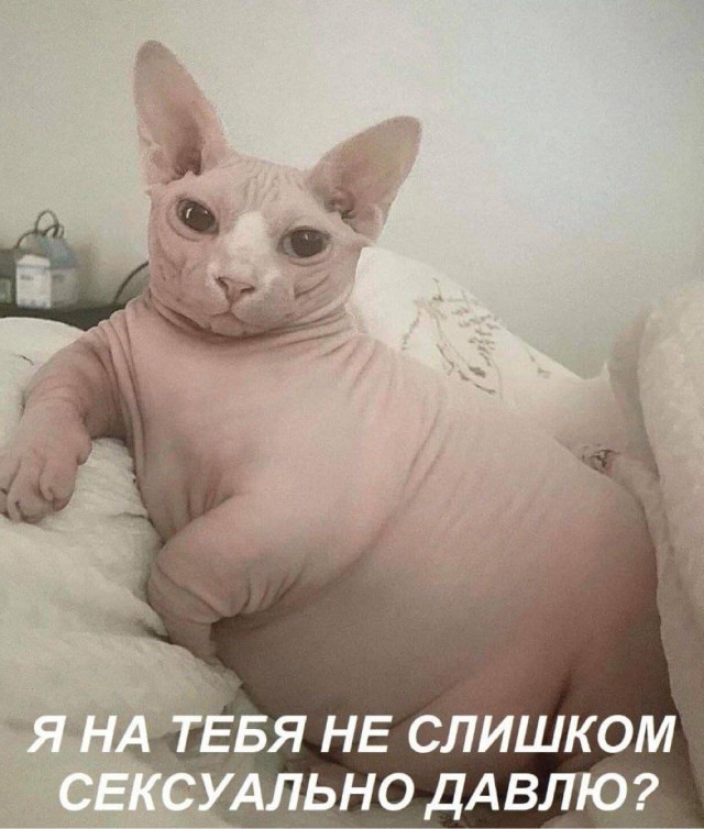 Веселое настроение в картинках