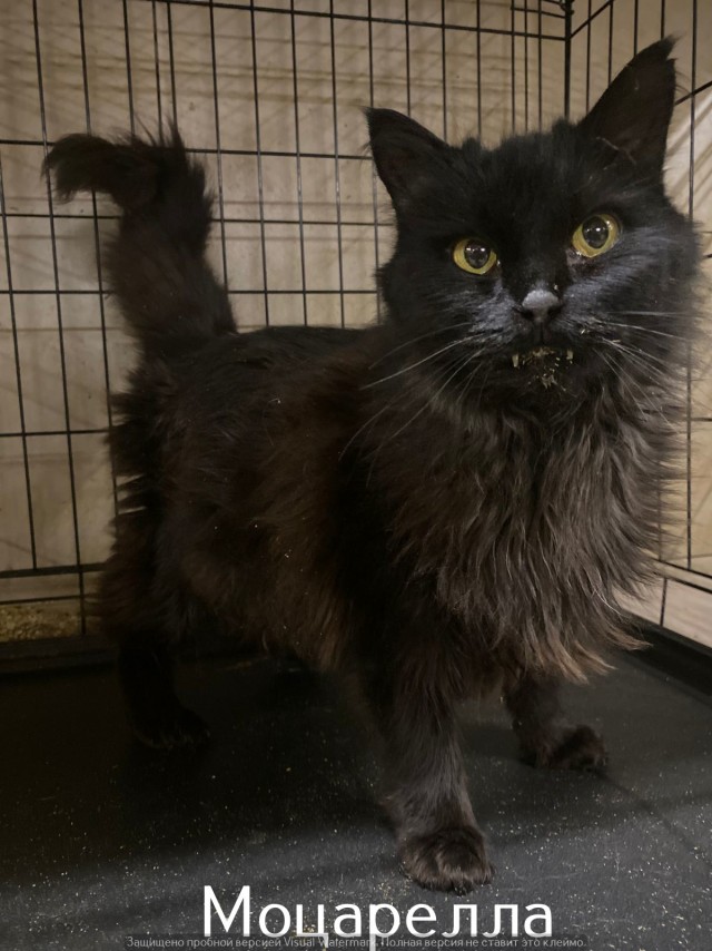 Жизнь домашнего приюта "Котоленд" 520