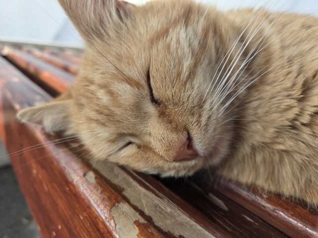 Производственный кот