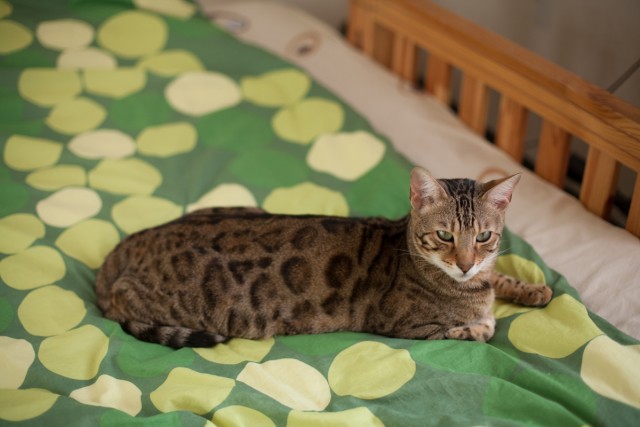 О бенгальских котах на наглядном примере