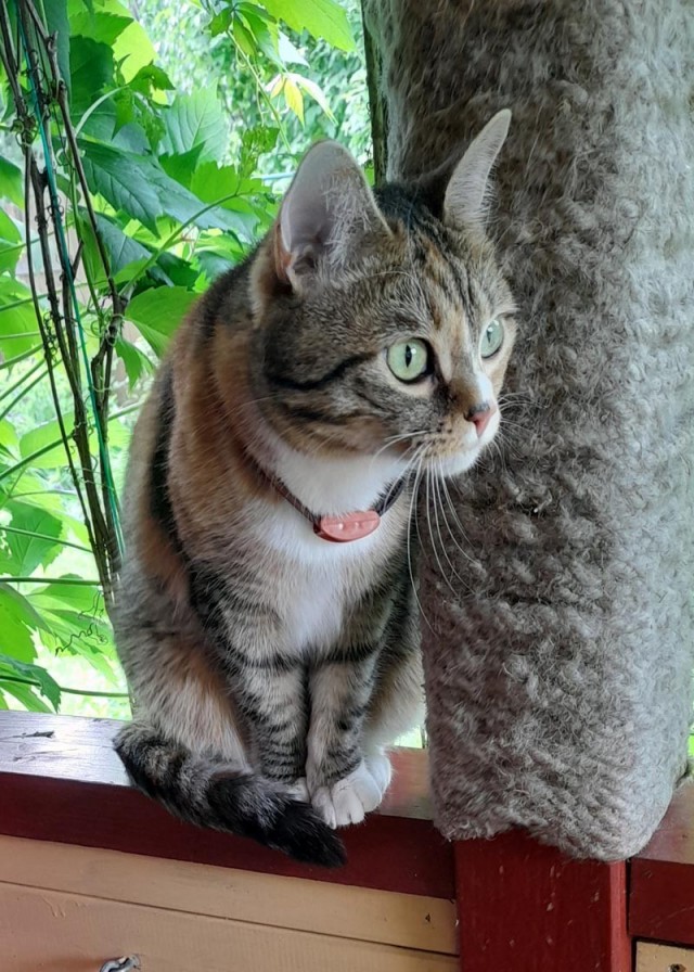 Вступаю в котовторник