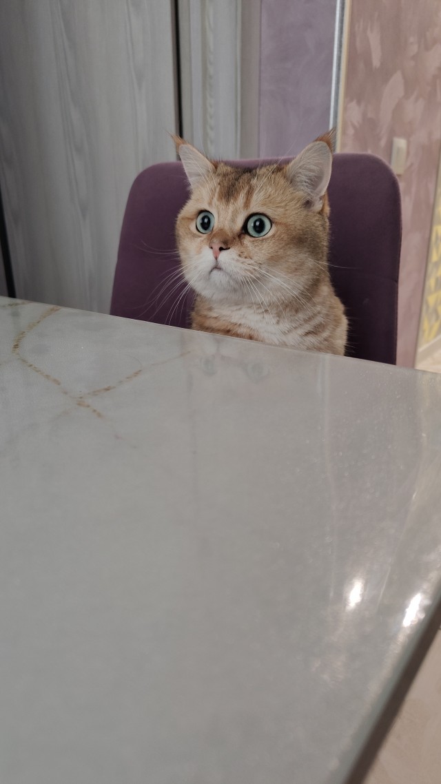 Котовторник  1 сентября