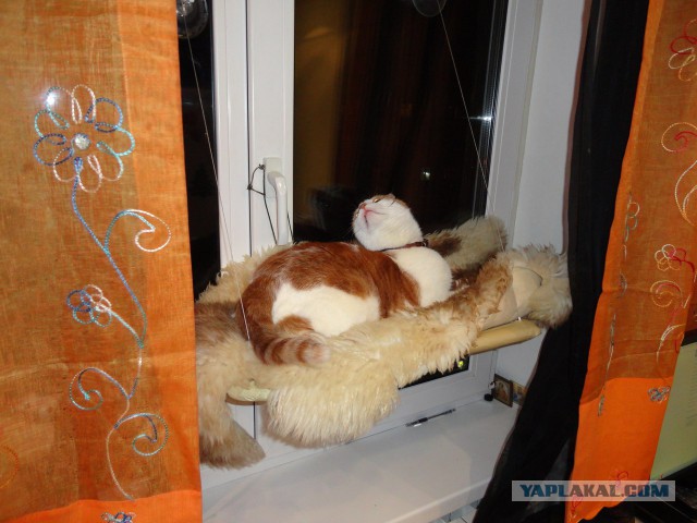 Котовторник 18.03.2014