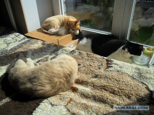 Котовторник 29.04.14.