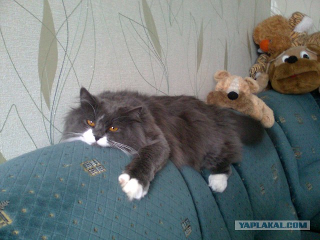 Котовторник 20.05.2014