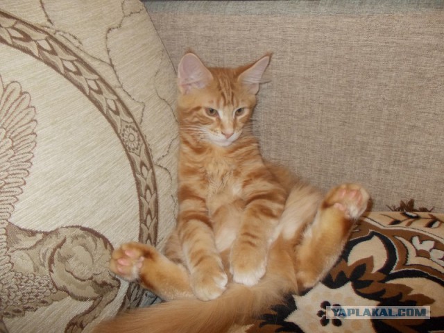 Котовторник 7.10.2014