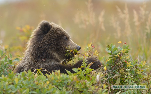 Камчатские медведи