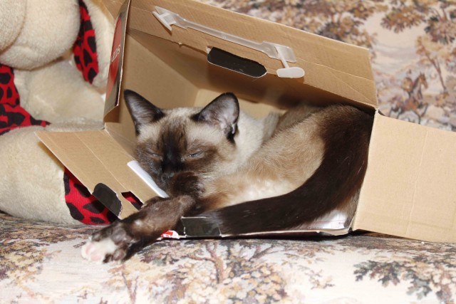 Ловушка для кошек