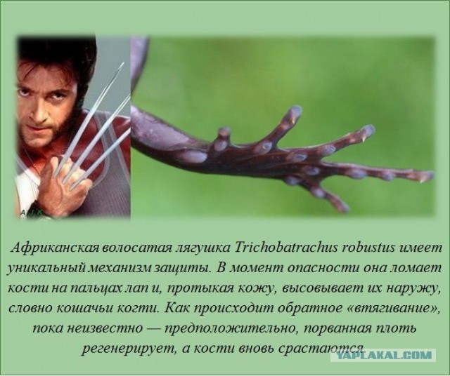 20 фактов обо всем