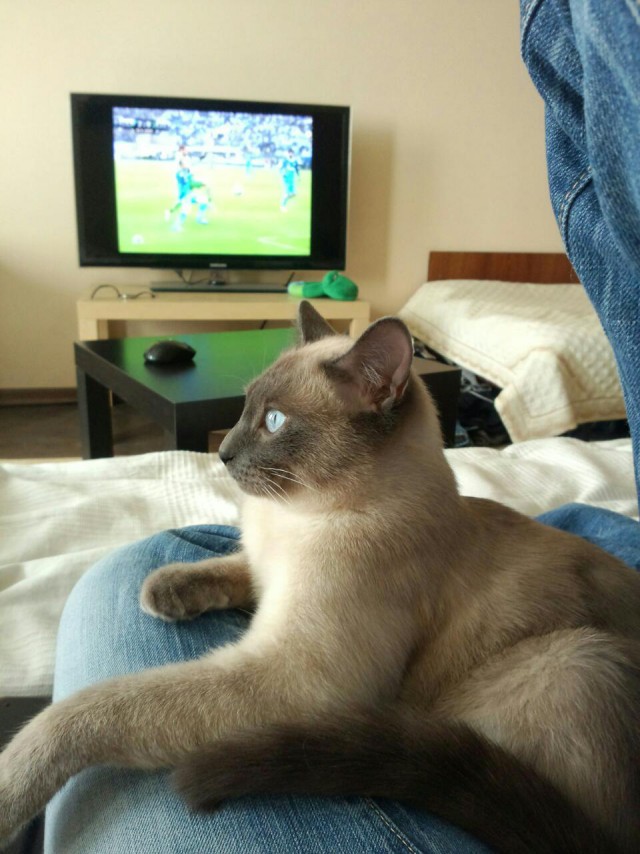 Котовторник