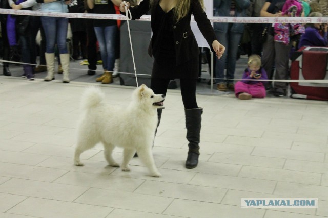 Самоедская лайка