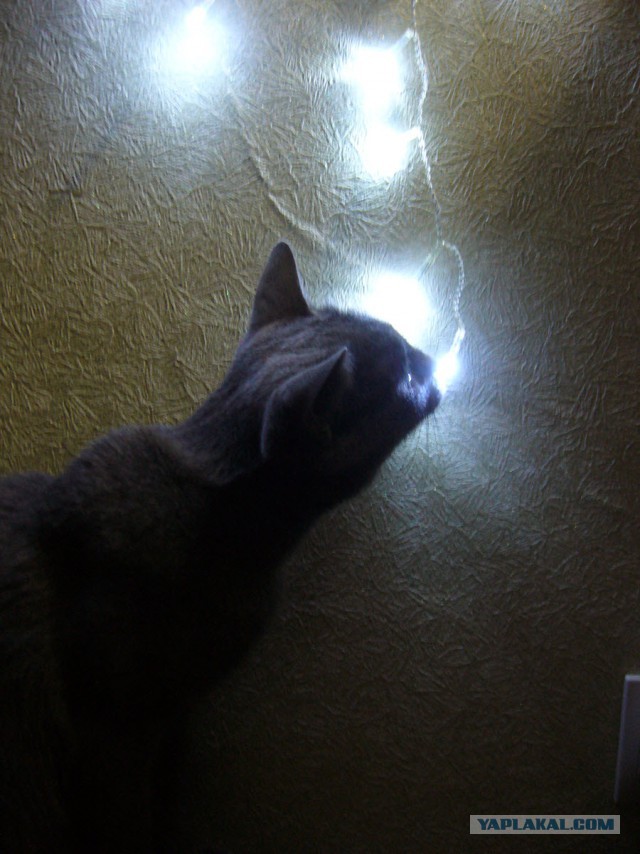 Котовоскресенье