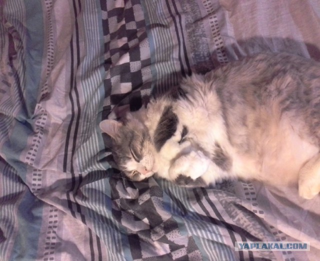 Перепись котопузов открыта=)
