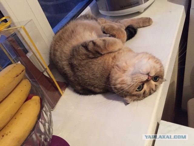 Котовторник 31.03.2015