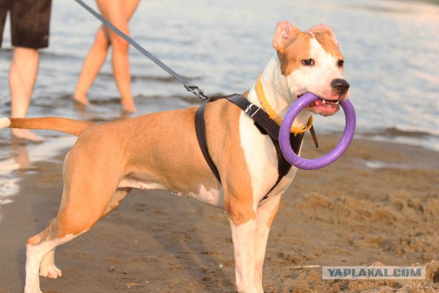 Собакочетверг же, ау!