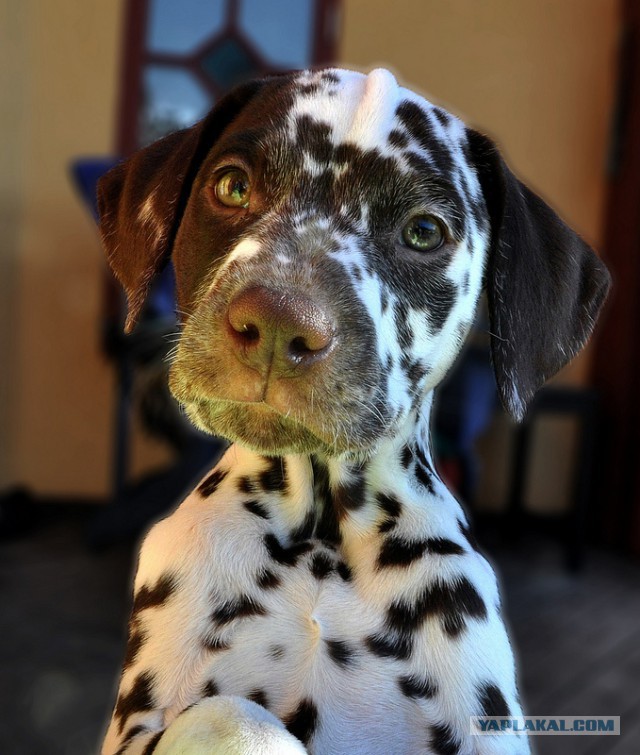 Собакочетверг