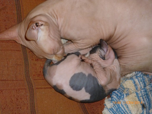 Мимимишности пост