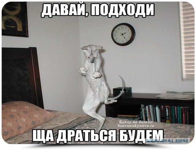 Очередная подборка картинок из интернета
