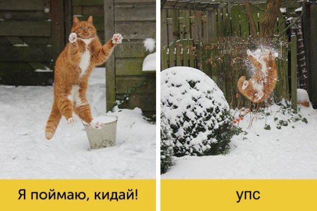 15 котов, мимике которых можно только позавидовать