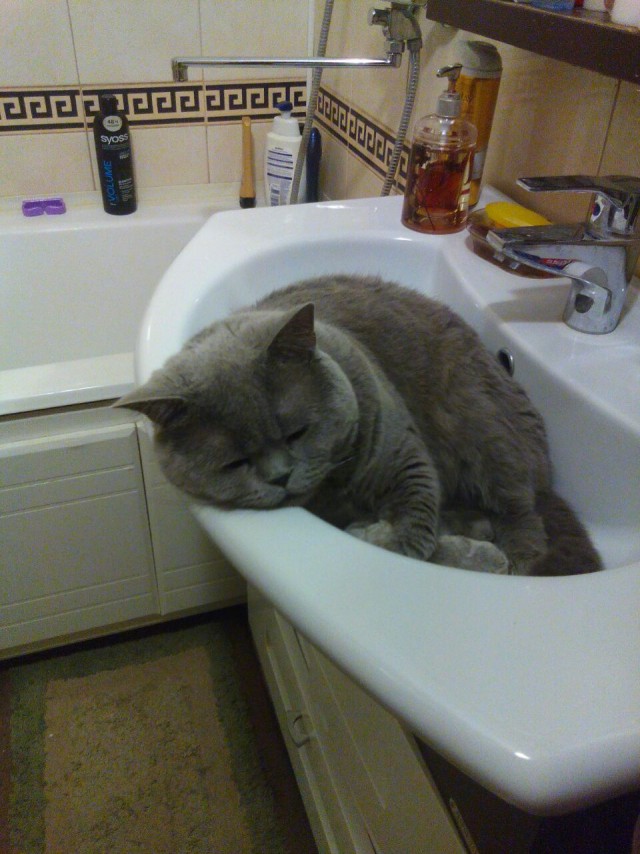 Котовторник 21.06.16