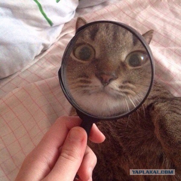 Картинки всякие