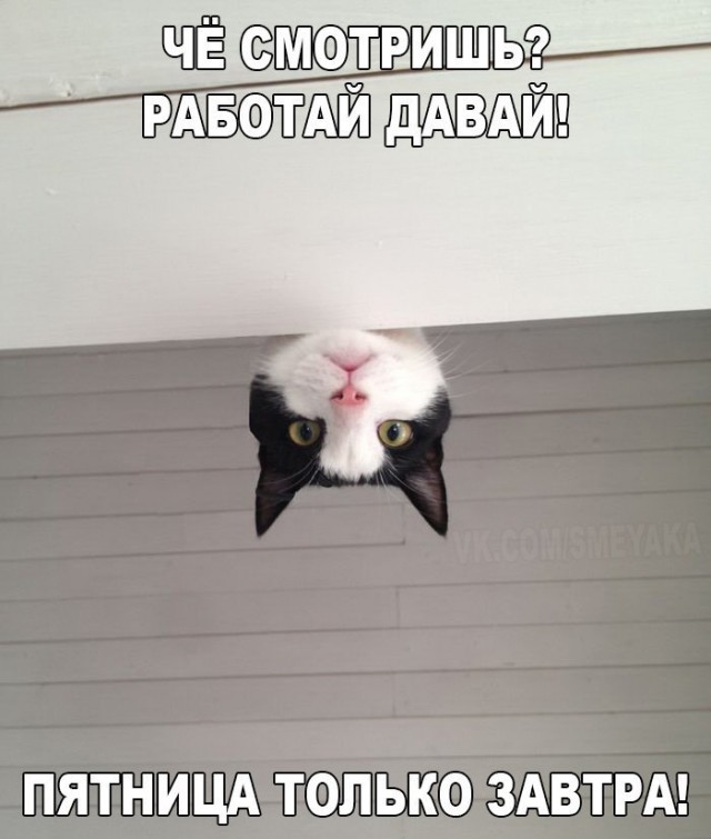 Порция картинок