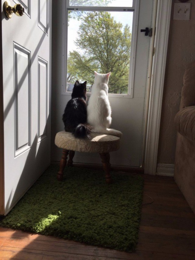 Коты из сети