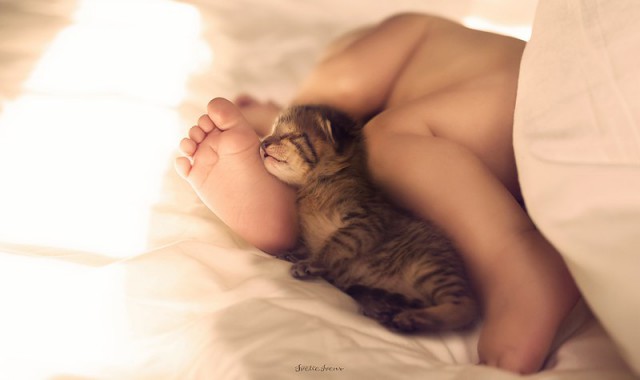 Коты и Кошки