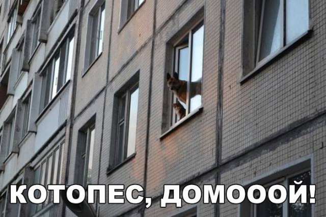 Самые смешные животные