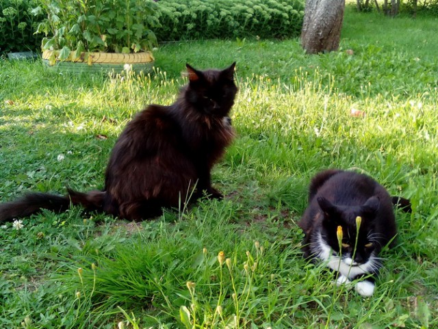 Котовторник 04/04/2017
