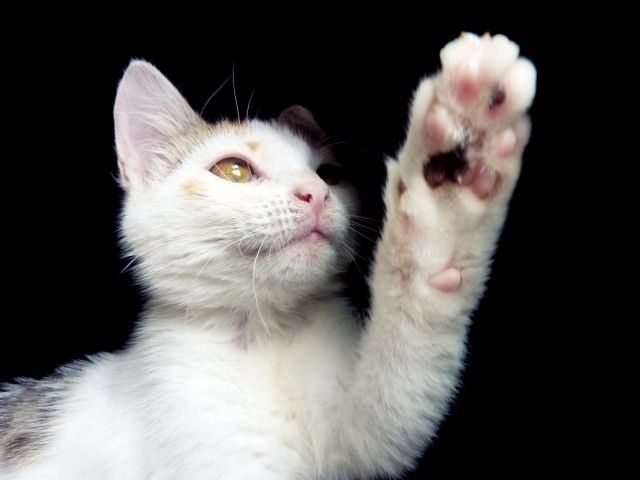 Коты и Кошки