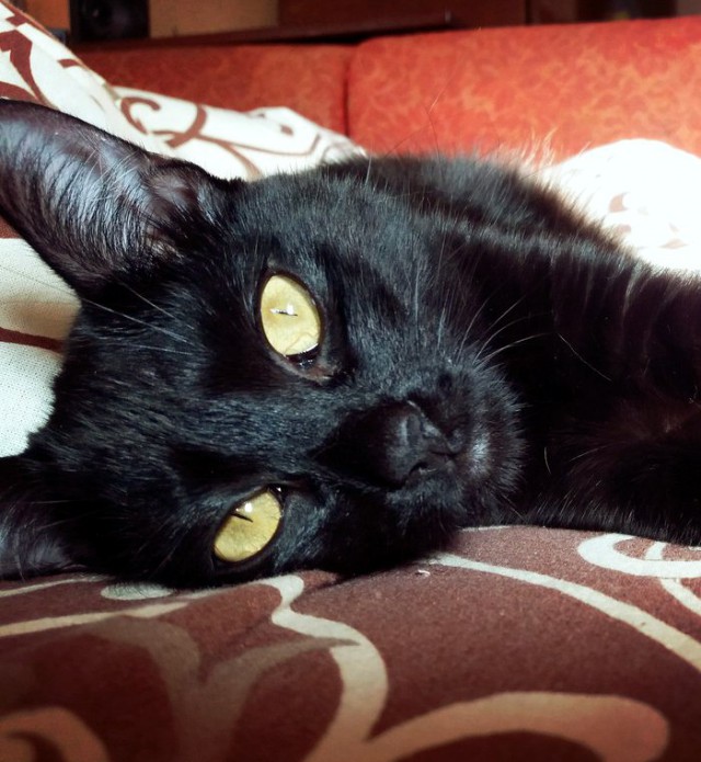 Коты и Кошки