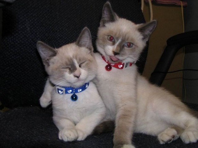 Коты и Кошки