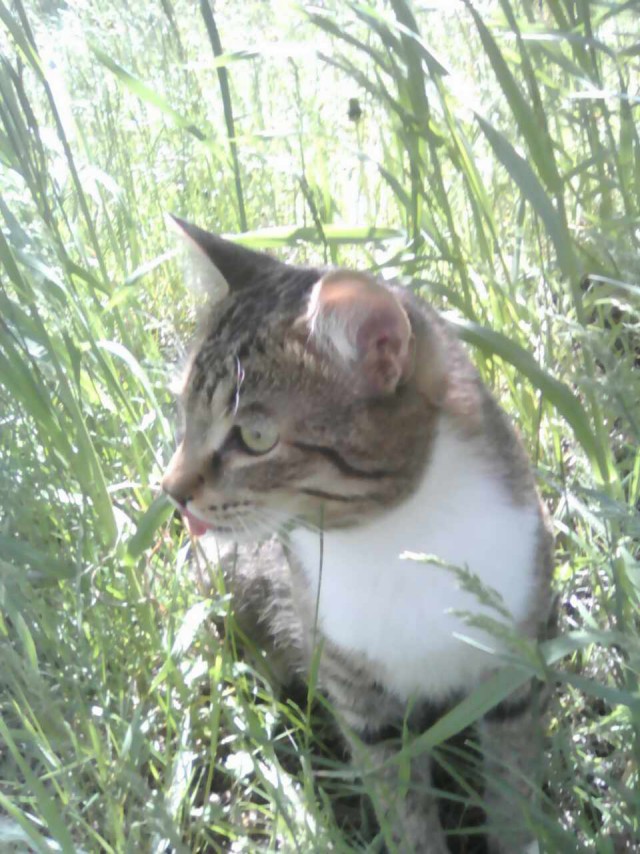 Коты и Кошки