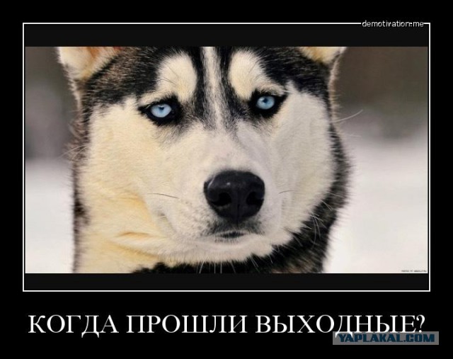 Очередная порция перлов из сети