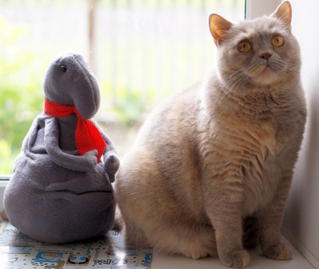 Коты и Кошки